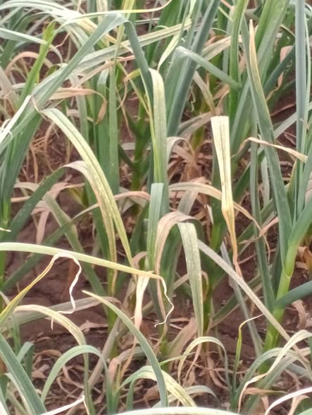 فطرى ولا حمره ولا نقص ماغنسيوم مع العلم كل رية برش حشرى ورشة فطرى اول واحده فطرى اكروبات نحاس   الثانية ازوكسى ستروبين مع ديفينوكانازول والثالثه بوسكاليد مع بيراكلوستروبين